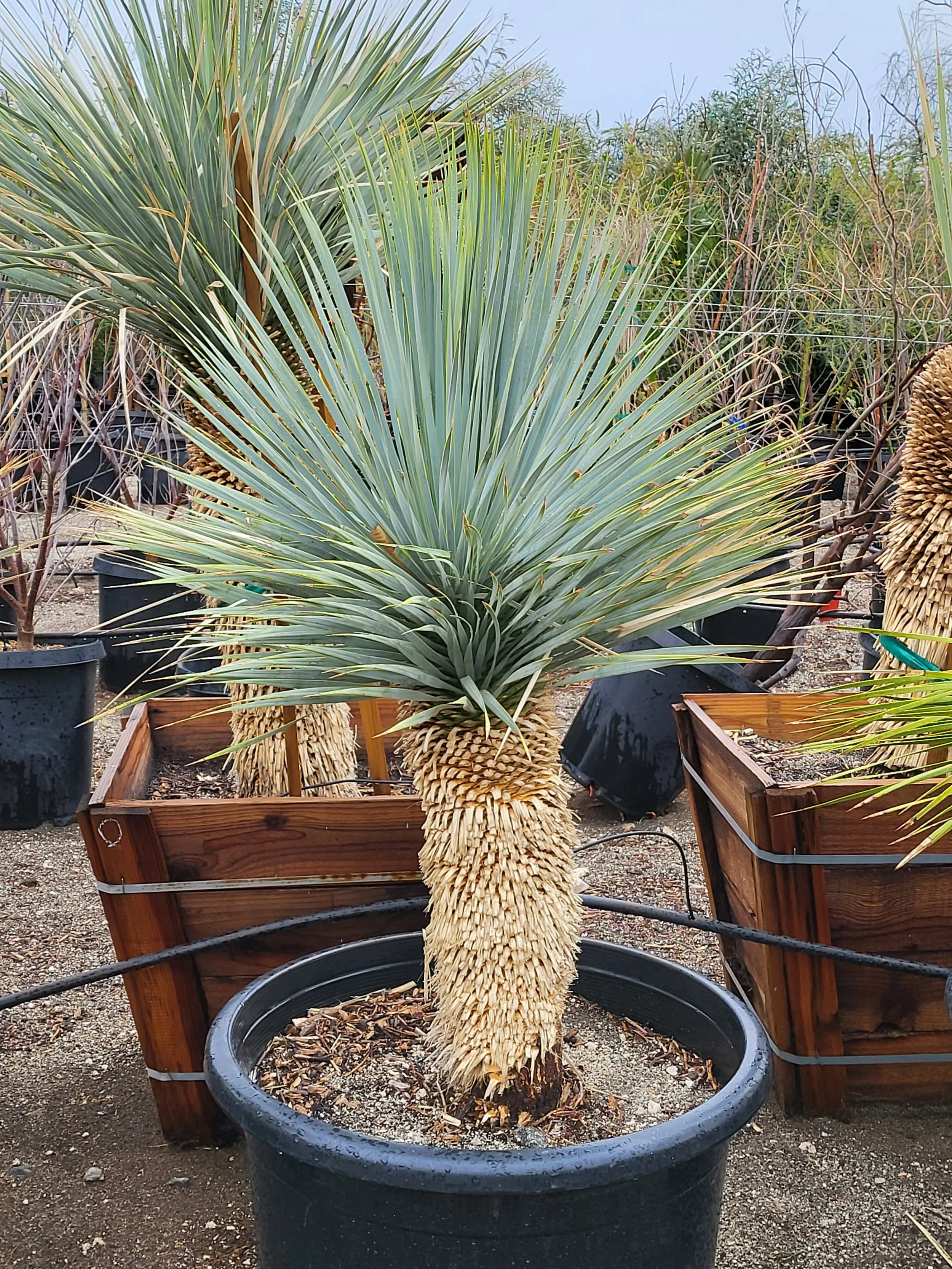 白銀 シルバー 太 ブルーユッカ ユッカ リギダ Yucca rigida 太 レア